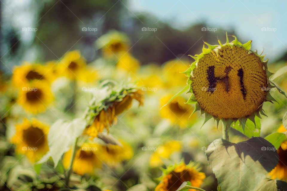Flower, Nature, Summer, Flora, Sunflower