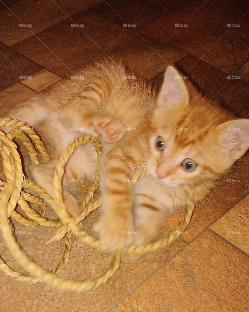 be autentick Cat-astrofy