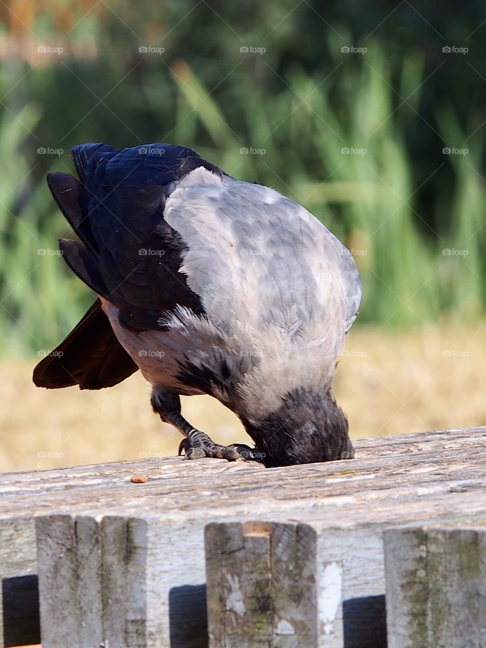 Crow