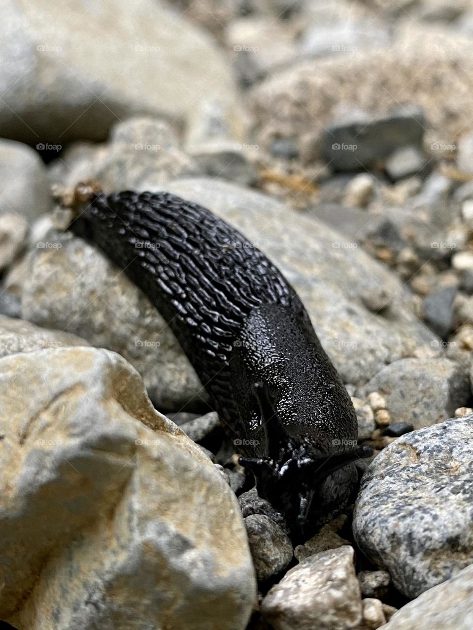 Black slug 