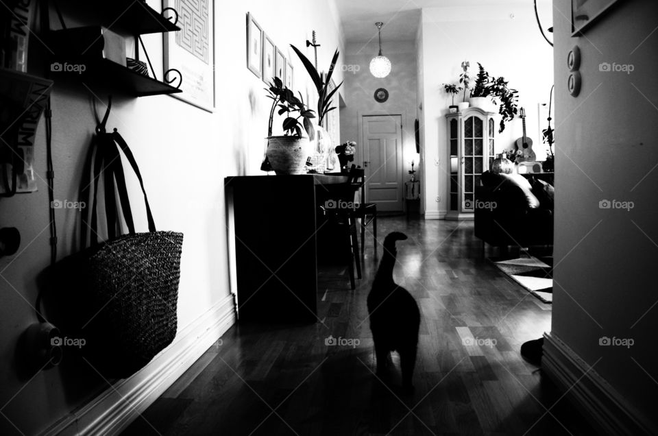 interior with cat