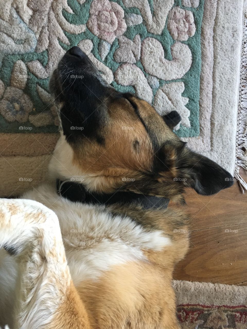 A mixed breed dog  sleeps partially on a rug