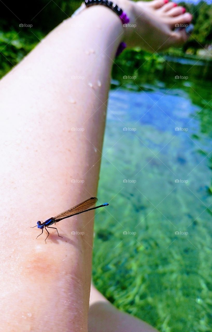 Dragonfly Landing
Florida