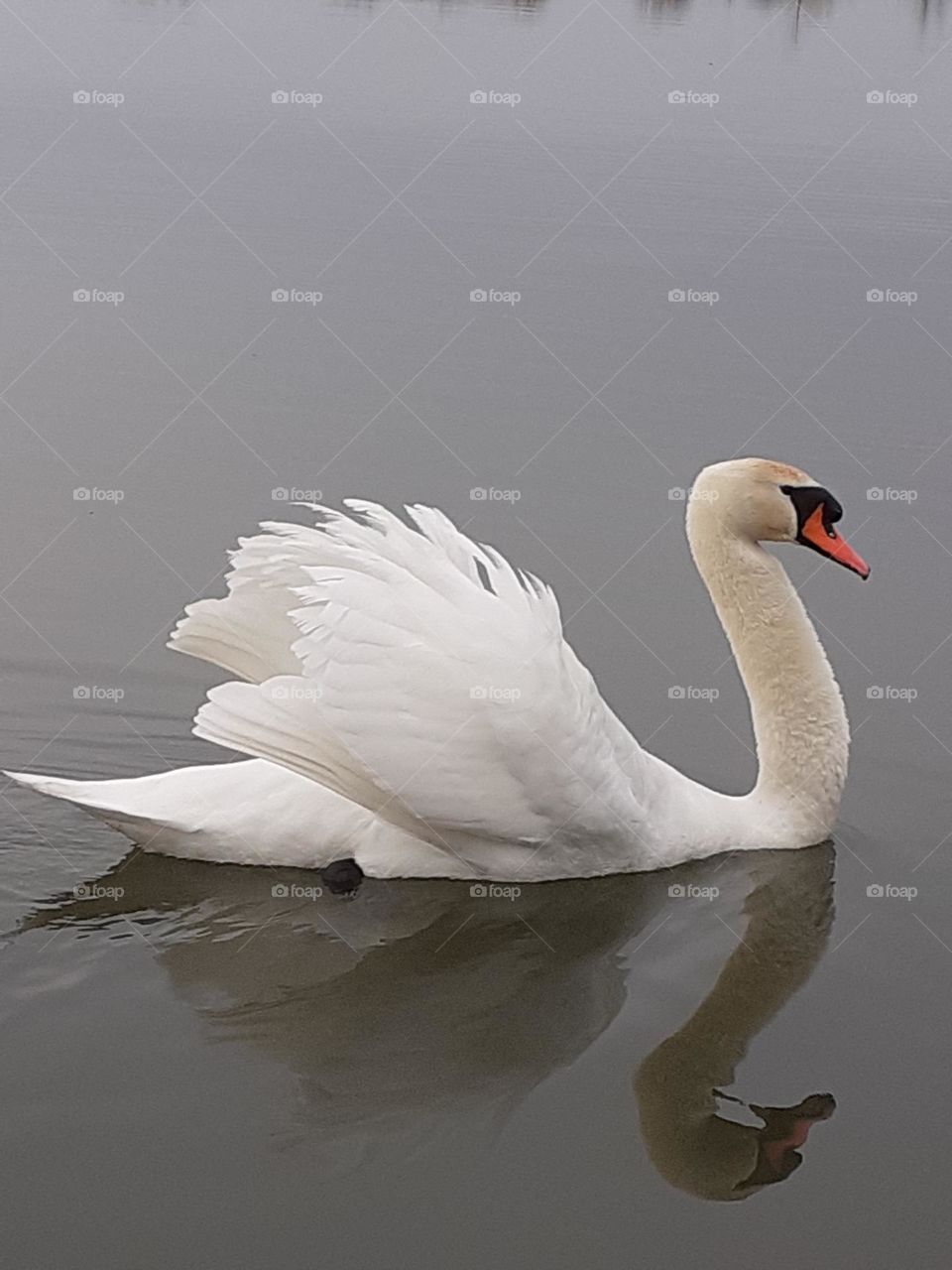 swan