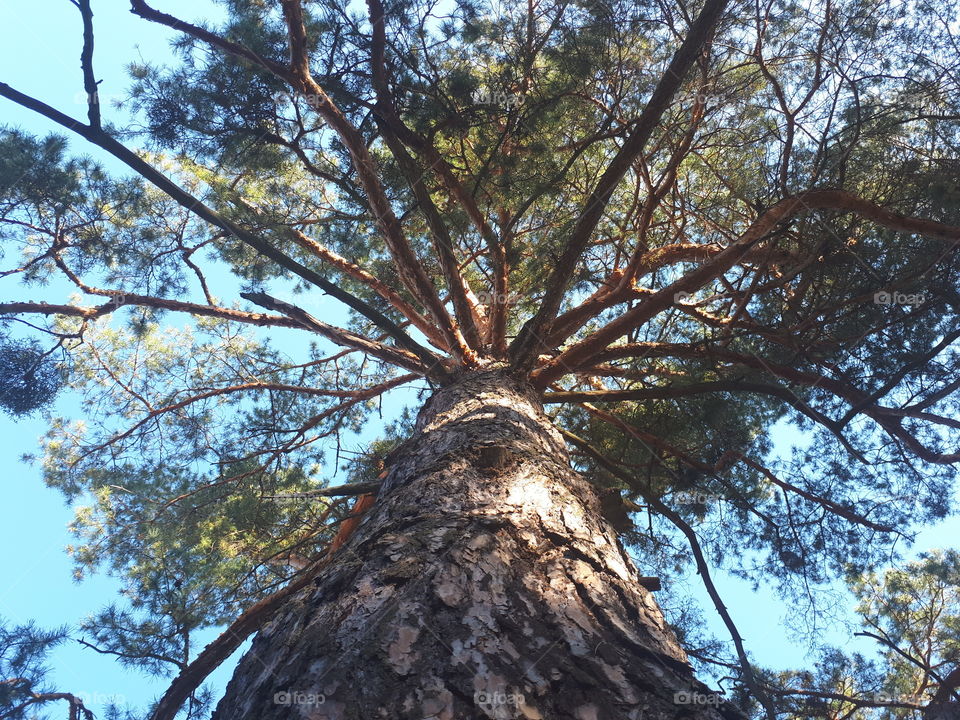 Tree. Bottom view