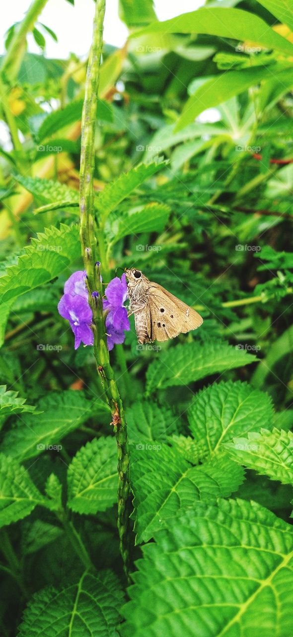 a beautiful little butterfly perched on a flower