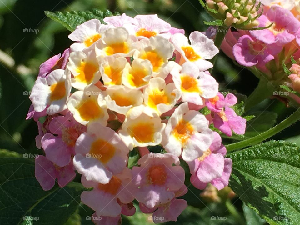 lantana flower pink and yellow heralding a fragrant Spring 