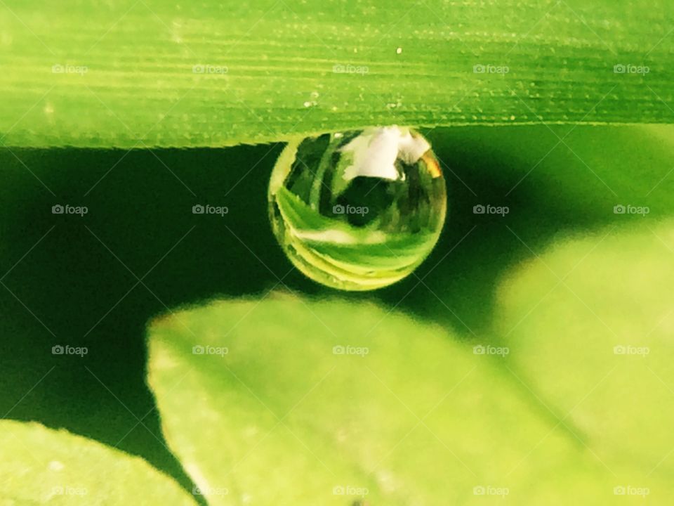 Morning dew drop. Morning dew drop clinging to a blade of grass. 