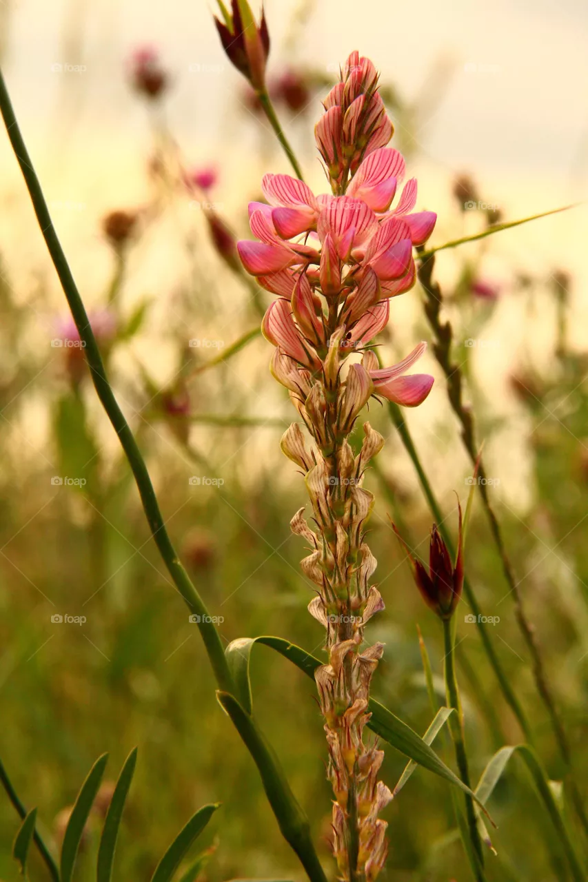 Flower