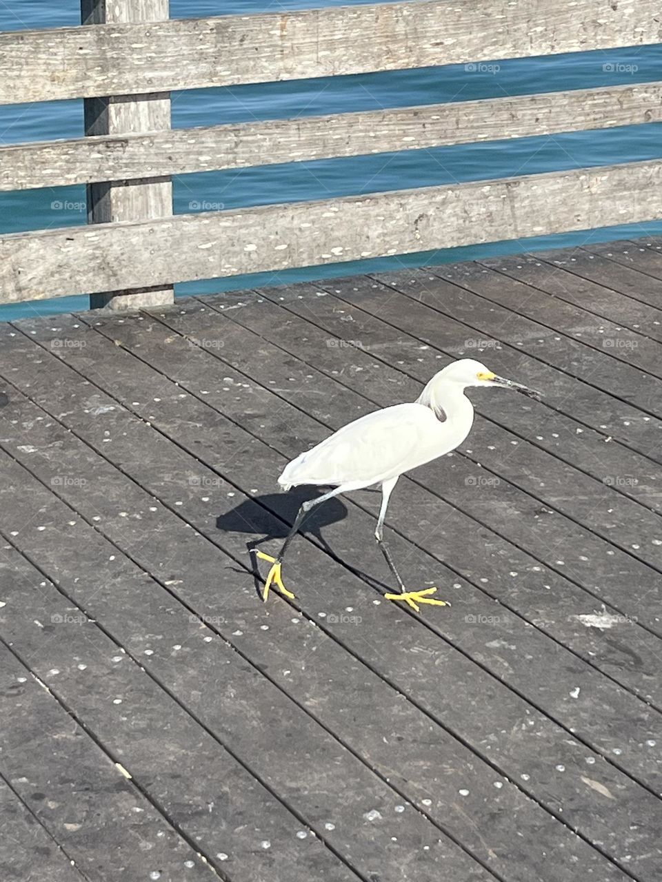 Snowy egret walking on pier