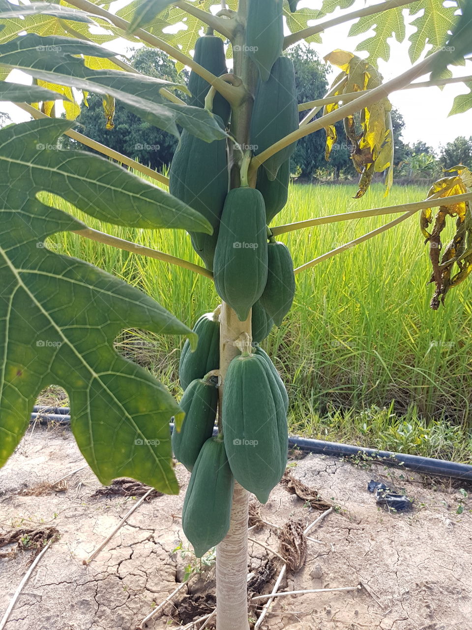 papaya in my farm