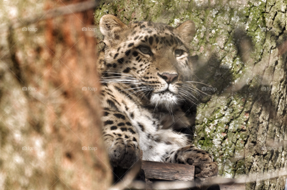 marwell zoo leopard jaguar puma by welshdragon