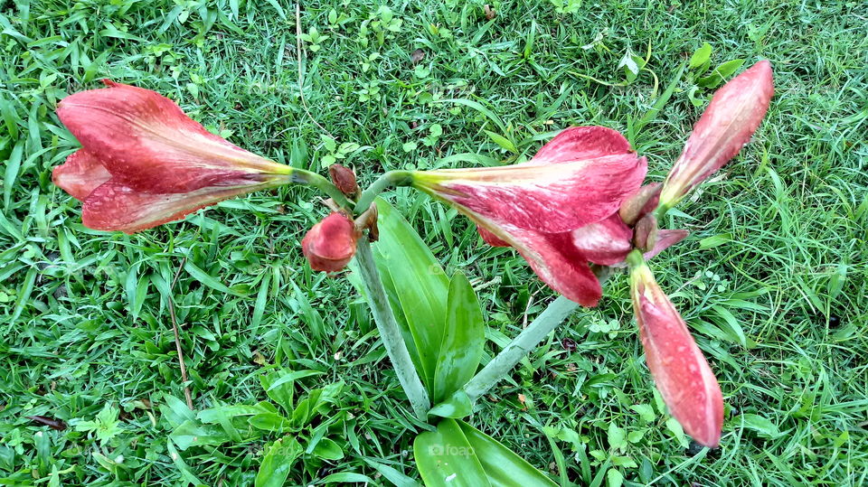 Natura maoli, kūlohelohe, kūlohelohe, pua, pua, Hippeastrum papilio (Ravenna).