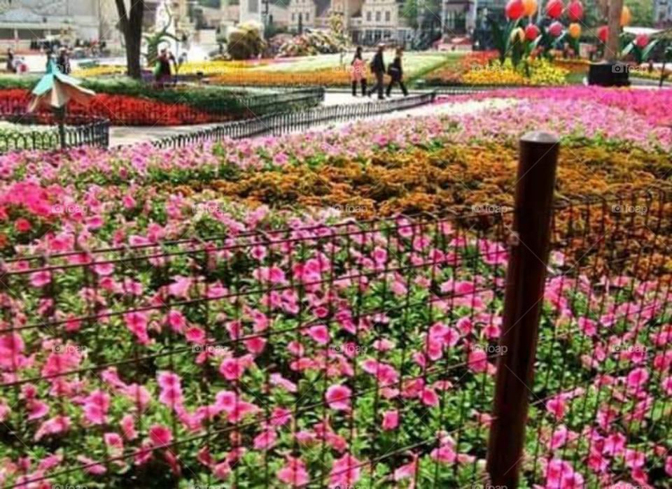 beautiful flowers at Everland, Seoul