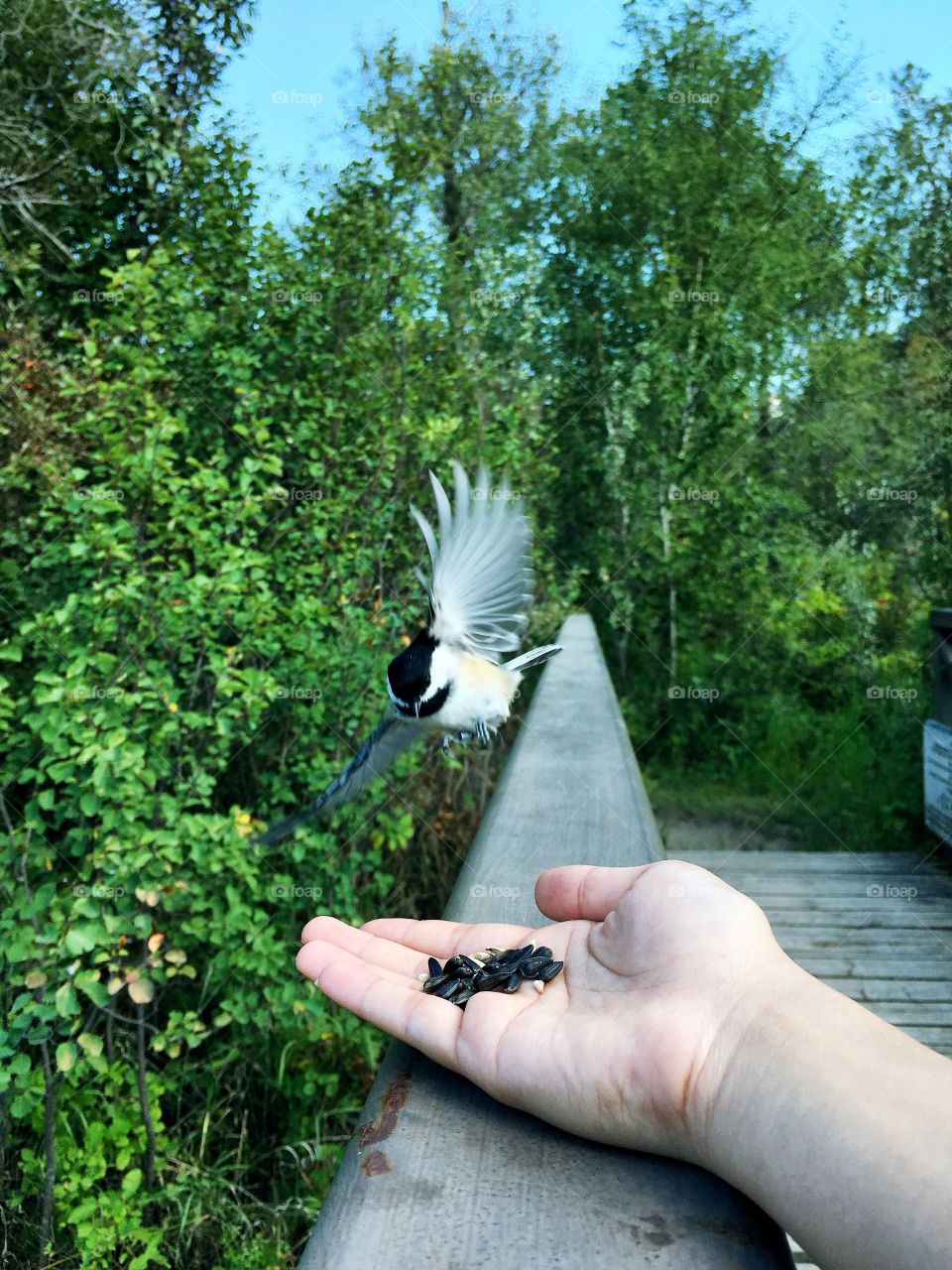 Chickadee 