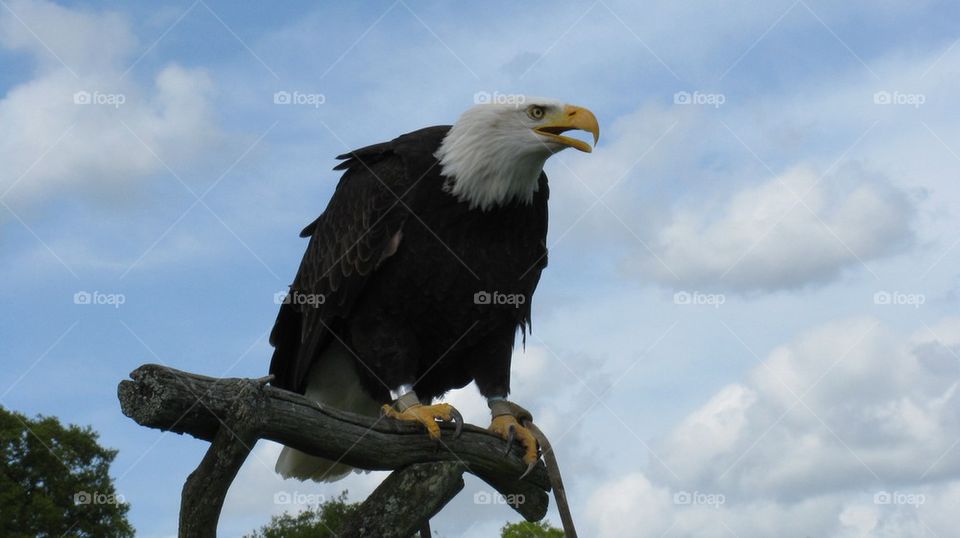 Eagle