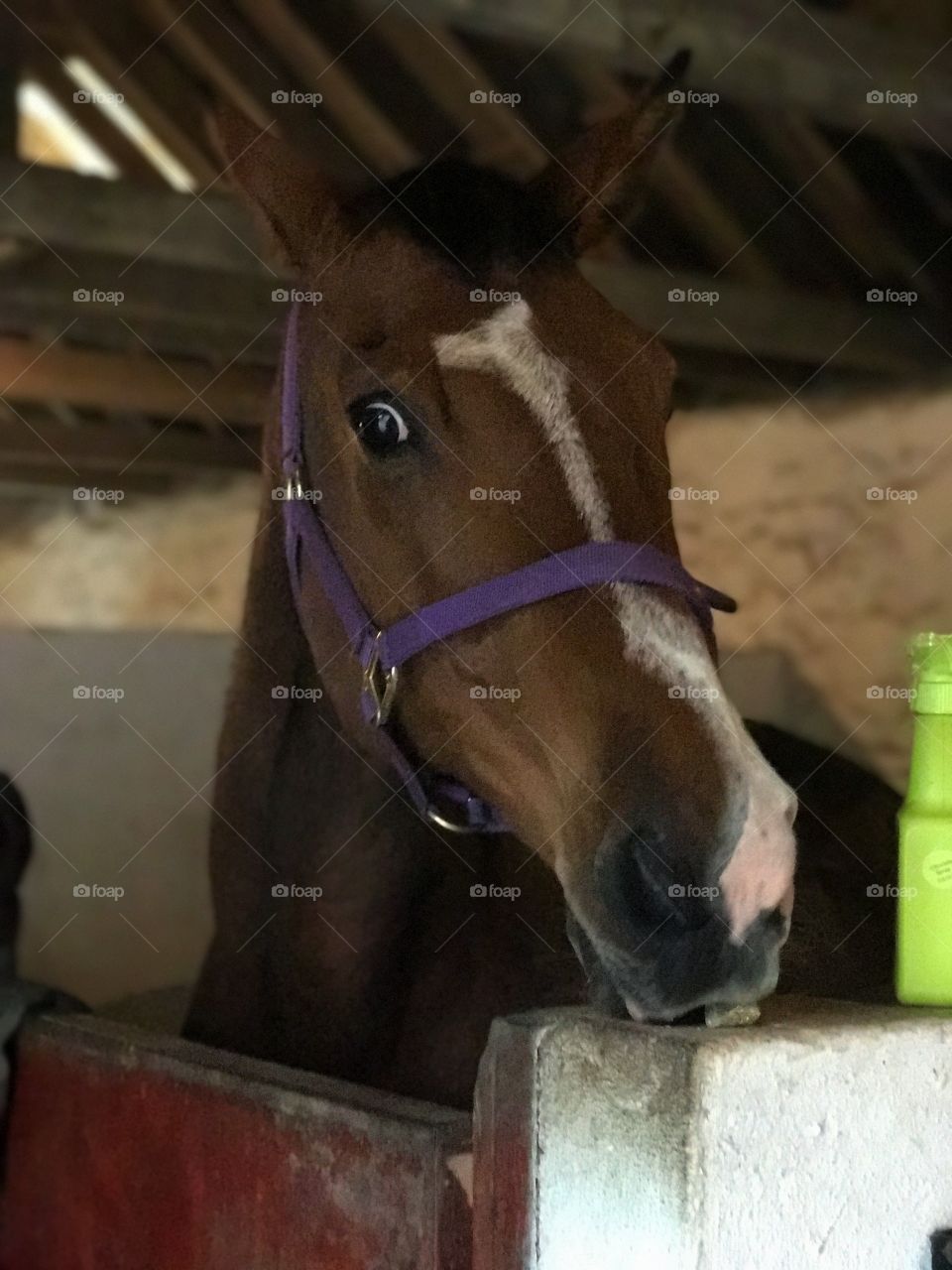 Horse portrait