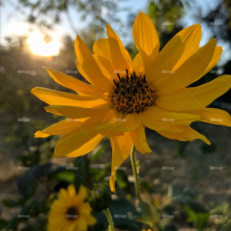 Sun and flower 