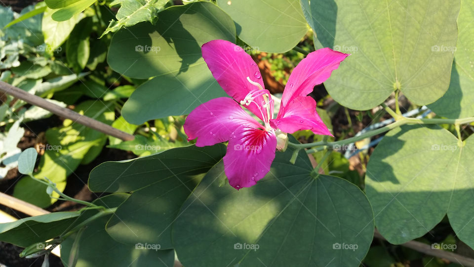 the pink is the queen today