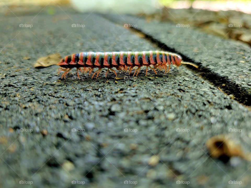 Springtime Caterpillar
