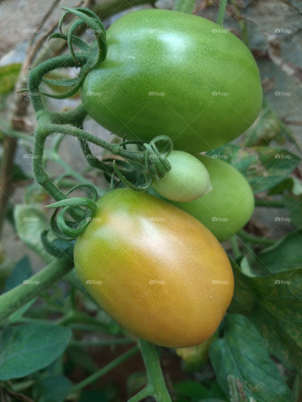 Tomato fruit