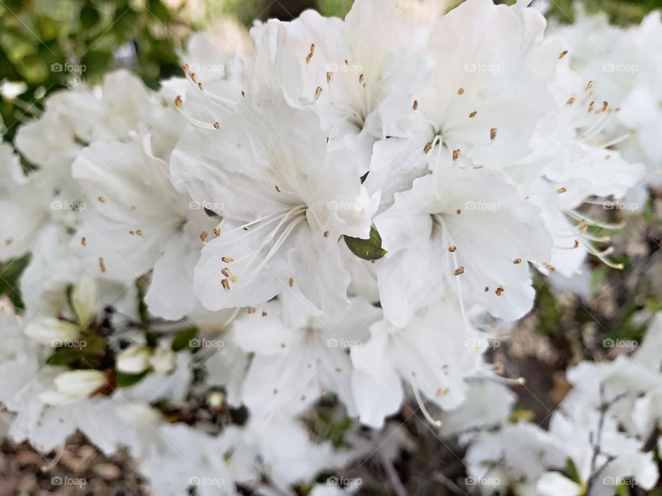 White Rhododendron
