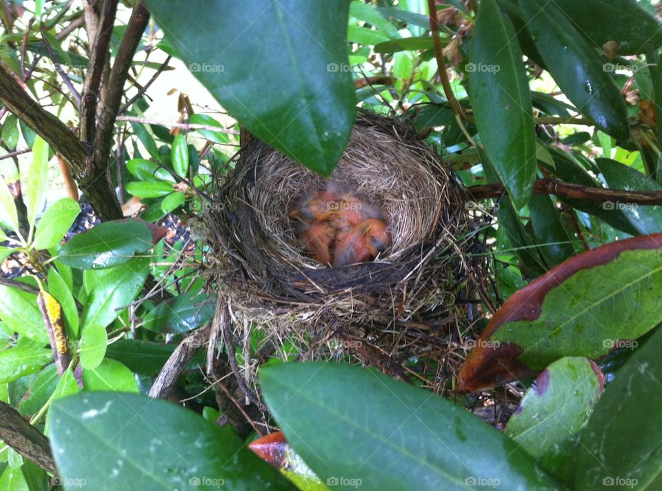 Baby robins just hatched