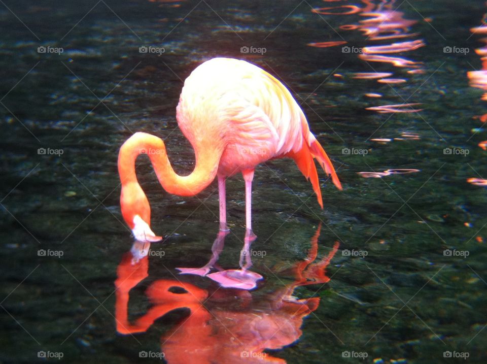 Bird, No Person, Wildlife, Flamingo, Animal