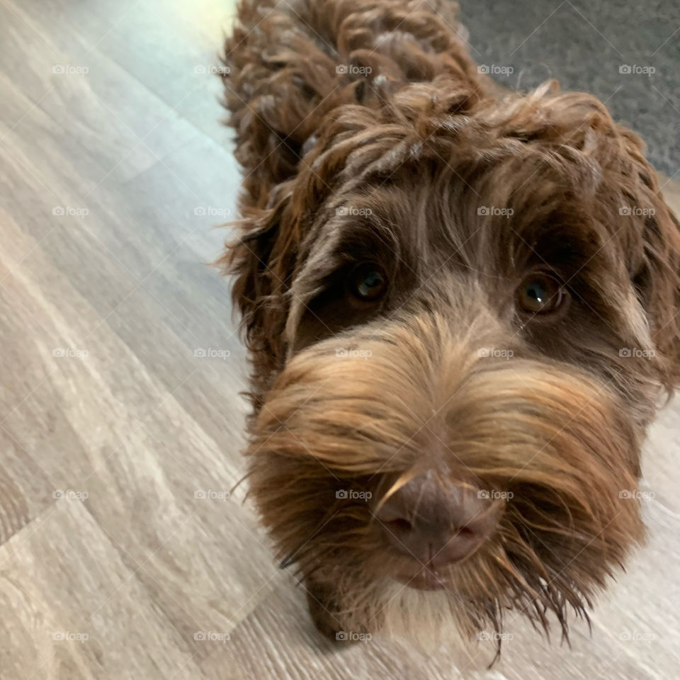A curious double doodle puppy saying hello!