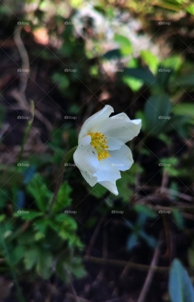 Macro photo of flower growing in the garden