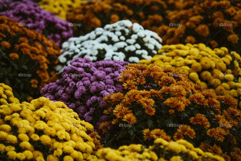 flowers