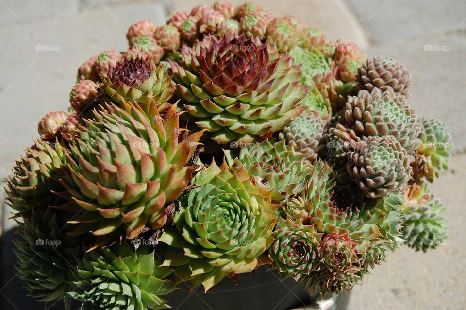 Nature, No Person, Flora, Fruit, Leaf