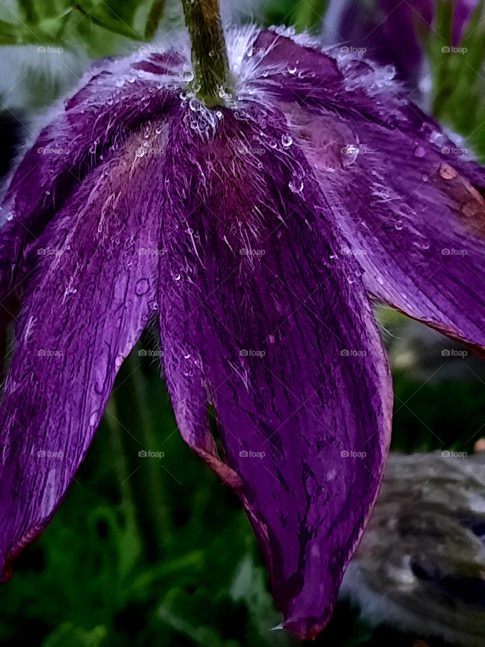 purple pulsatilla flower  at dusk