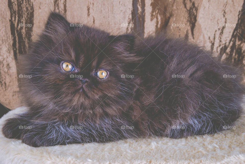 Black Persian Kitten with Gold Eyes 3