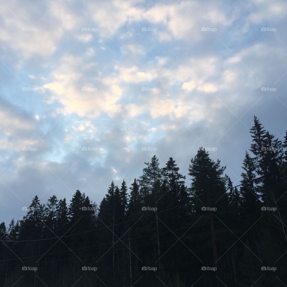 Sky and forest