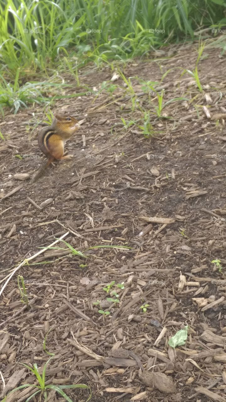 Zoo Chipmunk