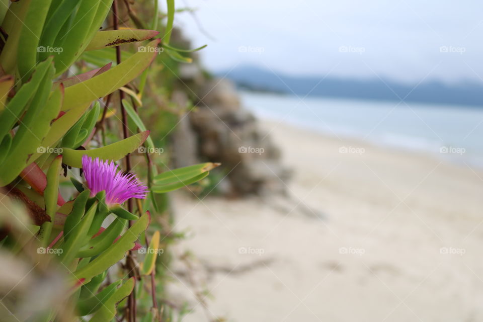 Lonely Flower near the Sea