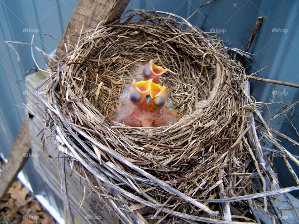 three baby birds in a nest