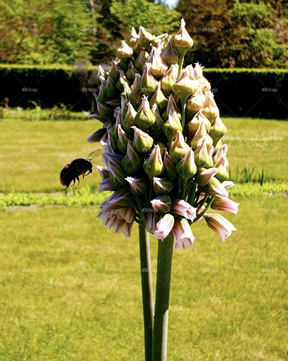 Silhouette of a bumblebee flying near a flower