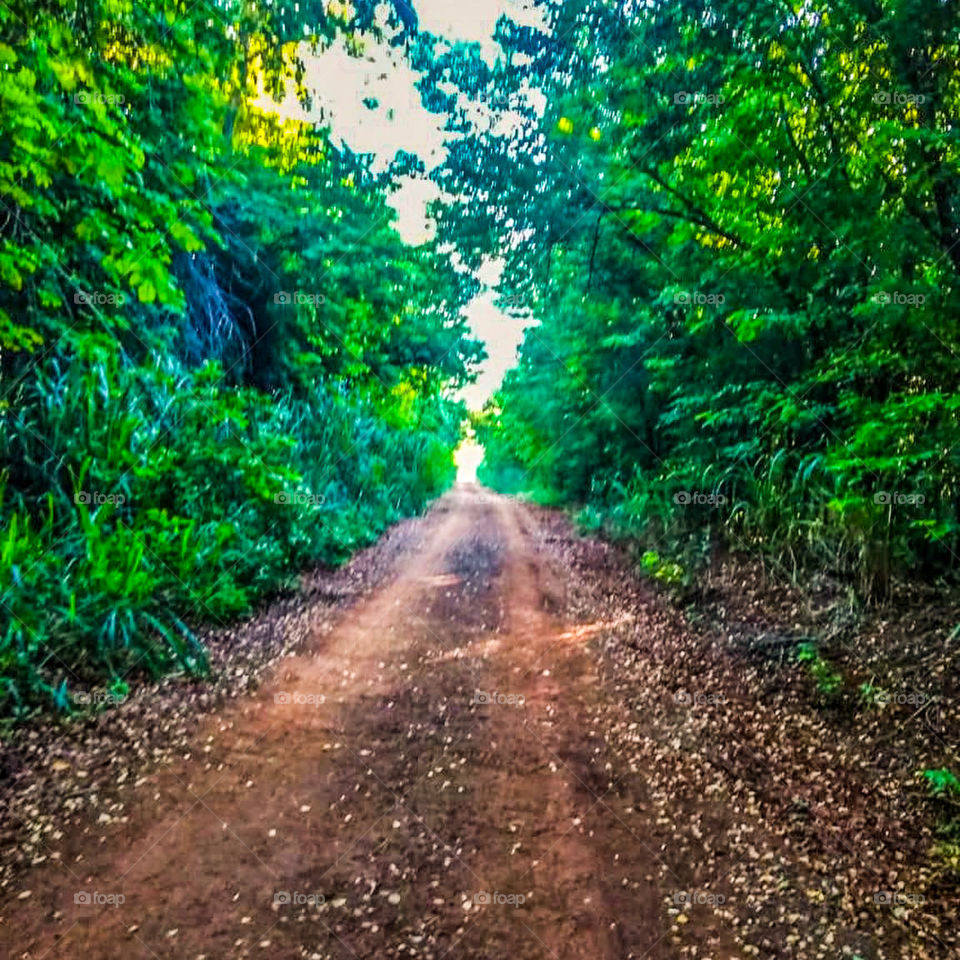 Path in the middle of the forest 