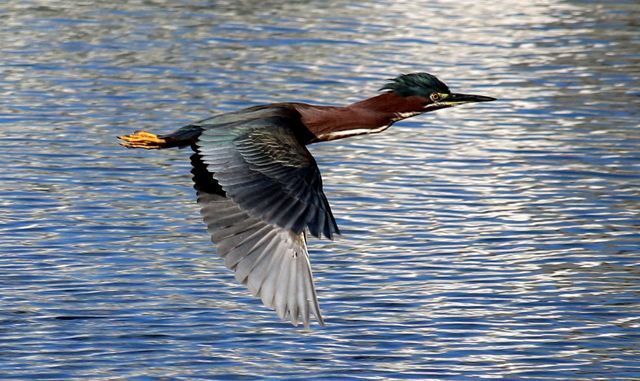 Green Heron flying