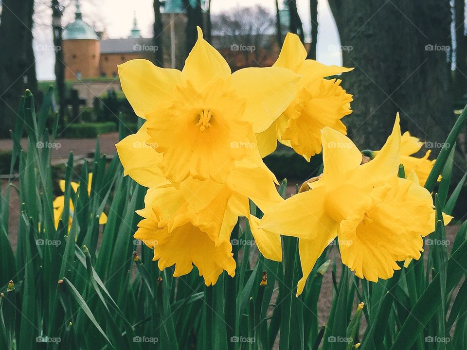 Daffodils