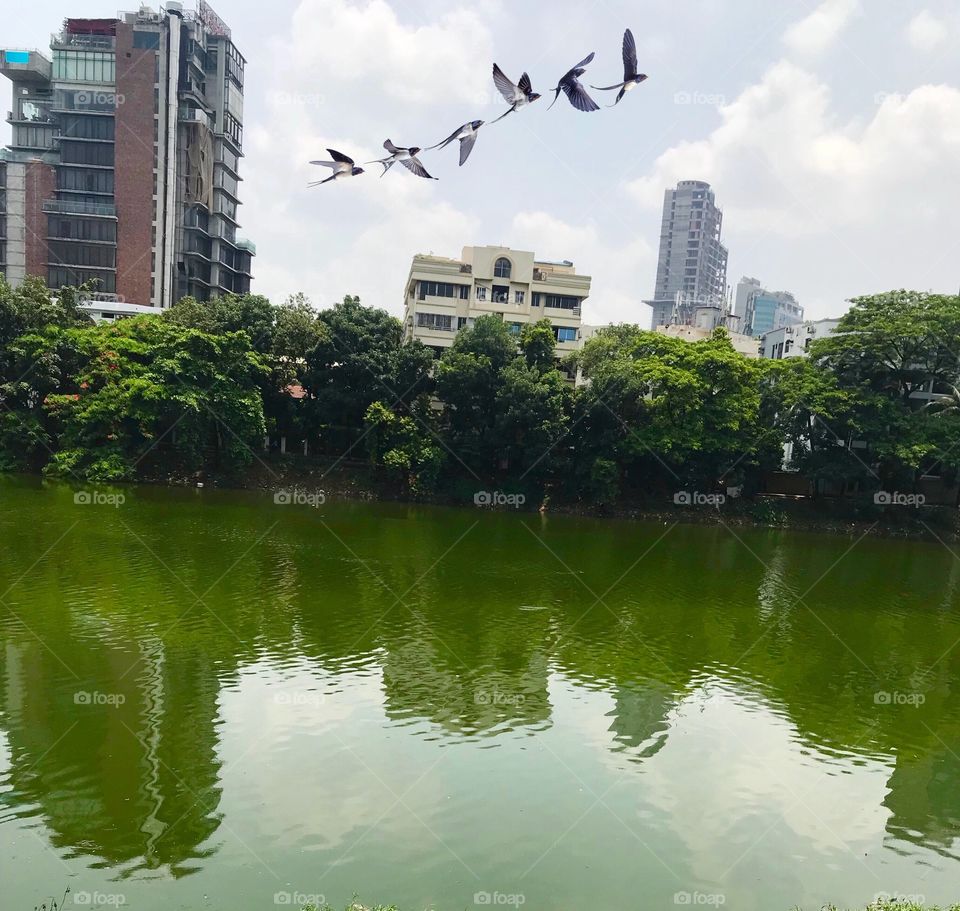 Lake of city trees birds flying in the sky cityscape city building nature natural environment scenery 