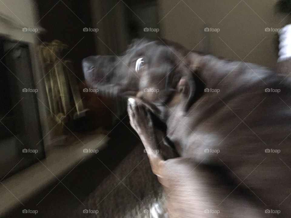 Dog, Pet, Mammal, Indoors, Room