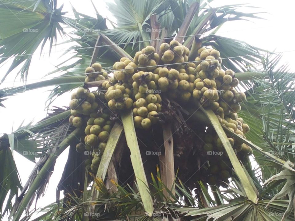 No Person, Palm, Tree, Food, Grow