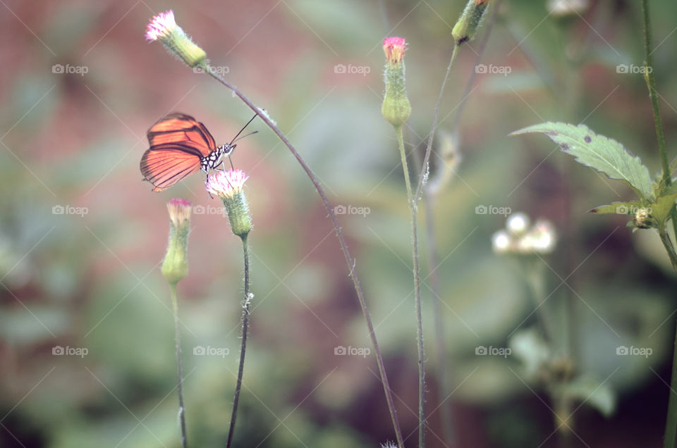Butterfly on a flower
