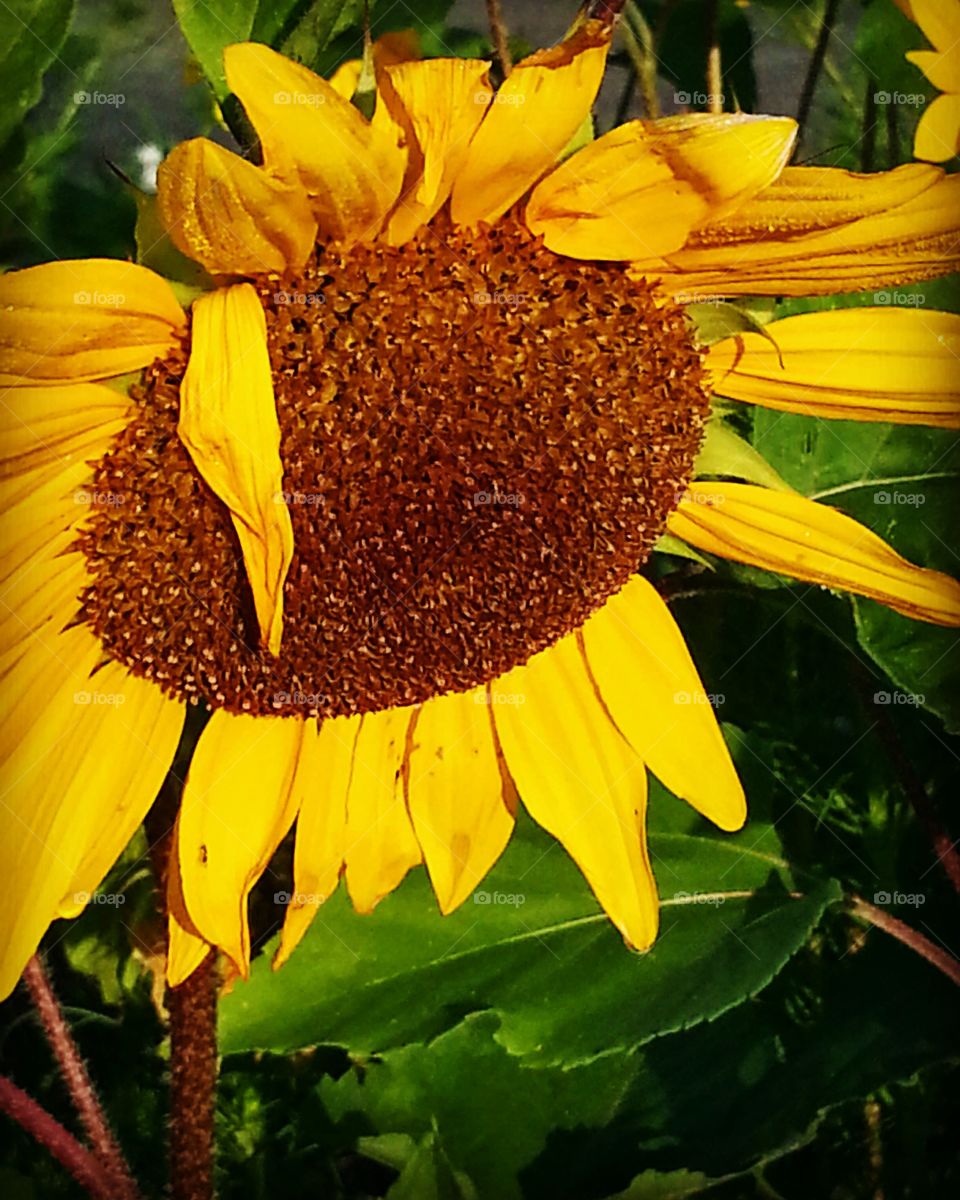 A sunflower droops it head as if to say it's sad to see summer ending.