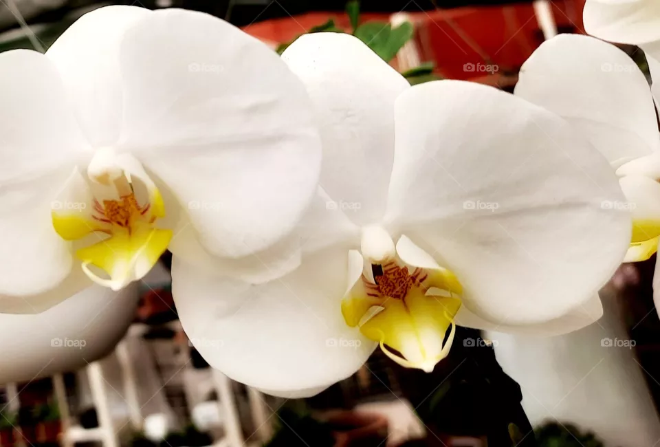 White  orchid,White,botany,spring,plant,blossom,floral,garden,petal,flower,nature,reflection,summer,colorful,orchid,landscape,rose,season