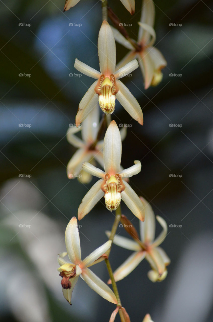 flower macro white orchid by CatherineGillam1984