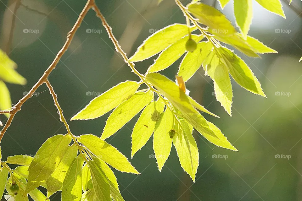 leafs